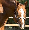 Headstudy of Absolute Investment